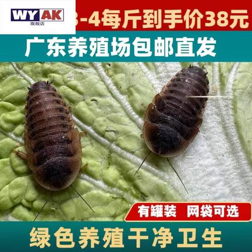面包虫活虫杜比亚蟑螂饲料樱桃蟑螂樱桃红蟑螂蟋蟀杜比亚