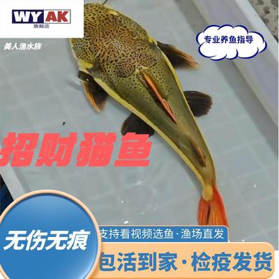 招财猫鱼热带红尾大型底层淡水好养活包活观赏狗仔鲸苗