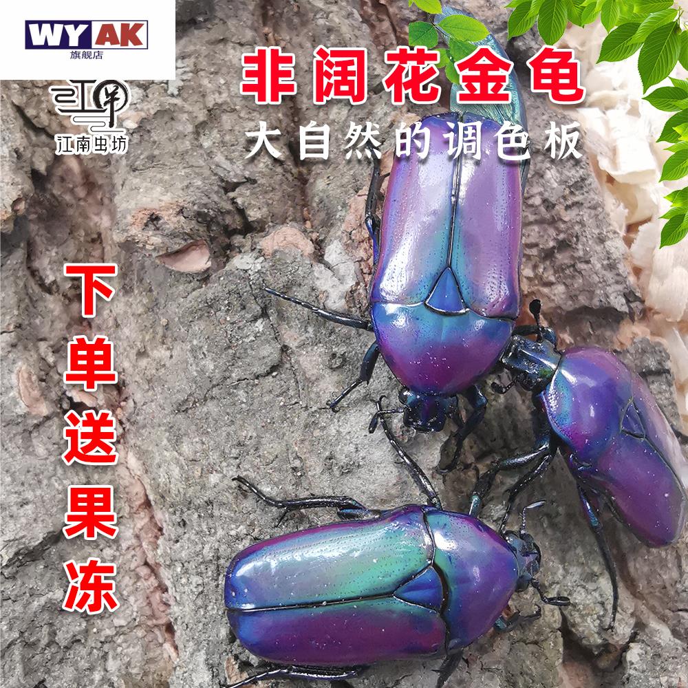 仙活虫非阔花金龟成幼金龟子宠物甲饲养科普昆体图片