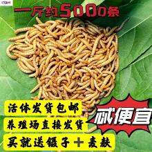 面包虫活一斤体虫虫鹦鹉鱼金龙鱼乌龟画眉鸟石蛙宠物饲料包邮