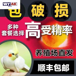鹦鹉蛋受精可孵化玄凤高率包破损可人工孵活鸟手养会学说话宠物