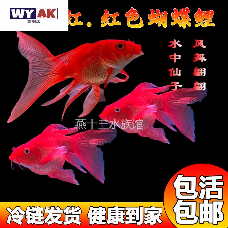 蝴蝶鲤观赏鱼精品鸡血红色全红台湾品种淡水耐活好养