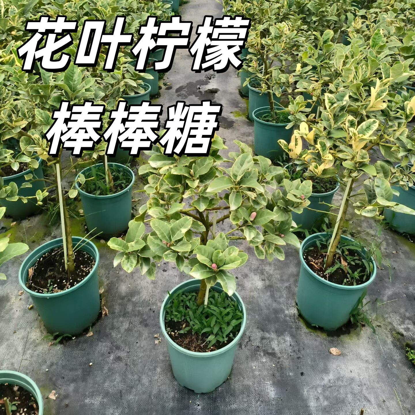 网红花叶柠檬｜锦叶自带高级滤镜