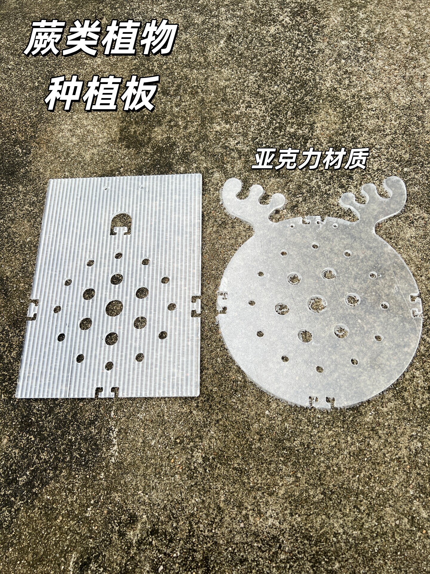 鹿角蕨亚克力挂板种植架送挂绳图片