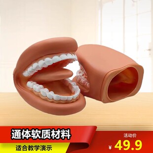 牙齿模型儿童发音教学演示模型刷牙练习模型口腔材料幼教学习一个