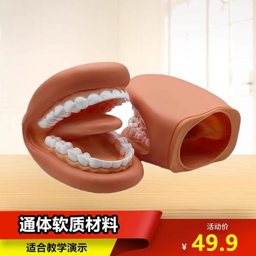 牙齿模型儿童发音教学演示模型刷牙练习模型口腔材料幼教学习一个