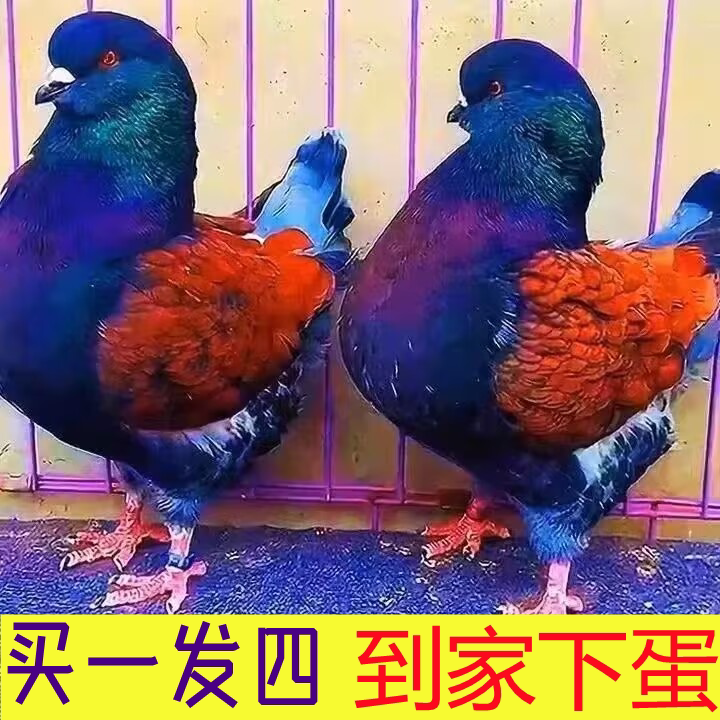 元宝鸽可长八斤包活到家