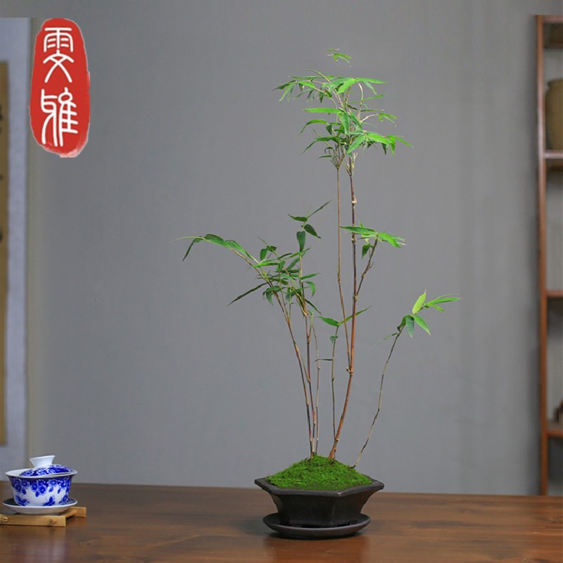 红竹盆景观音竹书房阳台美观小植物红竹子苗竹子盆栽室内桌面绿植