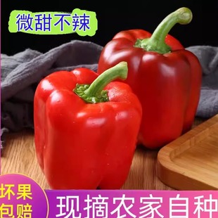 红椒彩椒新鲜七彩椒甜椒菜椒辣椒圆椒柿子椒五彩椒水果椒灯笼椒