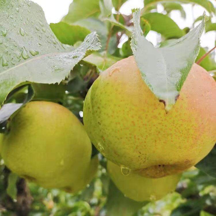 正宗甘肃民乐苹果梨应季新鲜应季水果整箱包邮薄皮非皇冠梨,水产肉类/新鲜蔬果/熟食,梨,淘宝优惠券,粉丝福利购,淘宝优惠卷