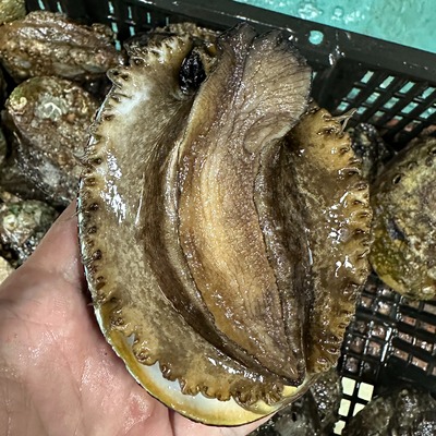 【充氧活发】东山岛黄金鲍鱼 4头鲍超大鲍鱼海鲜水产生鲜特大鲍鱼