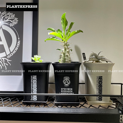 现货neighborhoodsrl塑胶