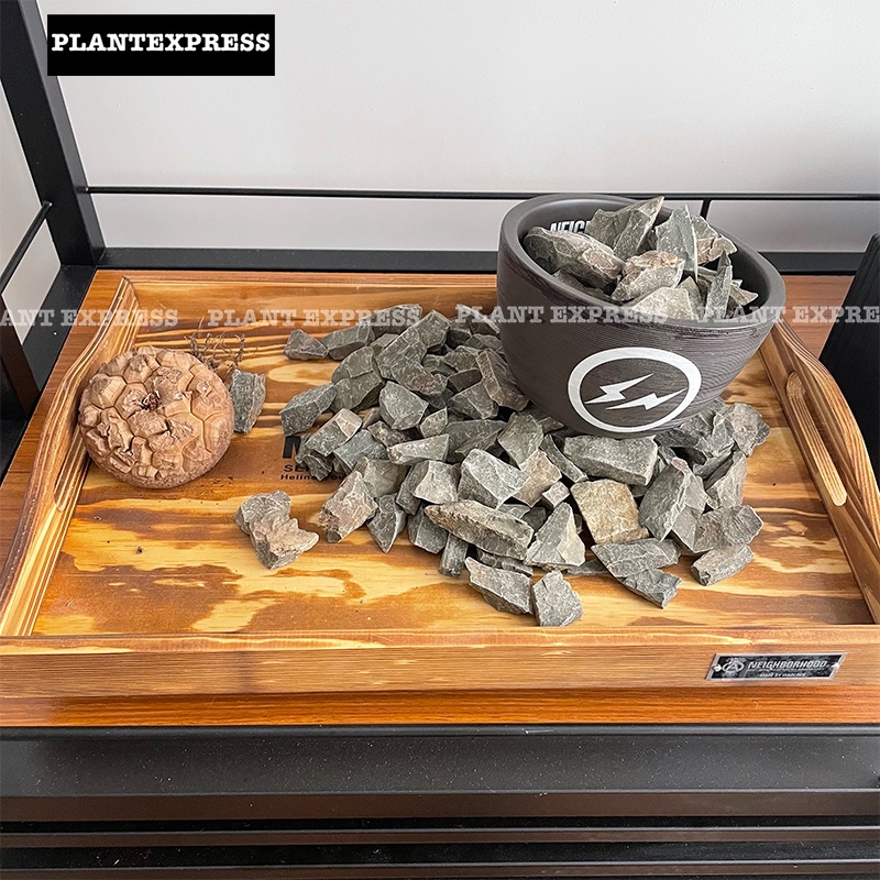 neighborhood块根植物黑色铺面