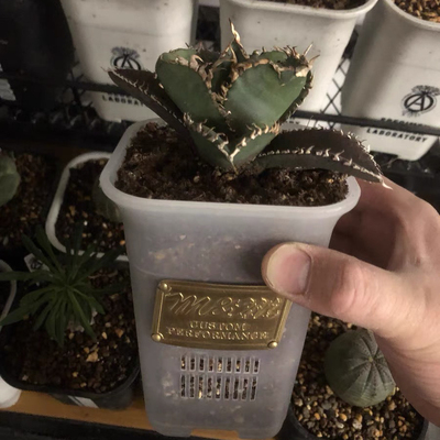 Masses m&m 龙舌兰沙生块根植物多肉布纹球观根控根透气透水花盆