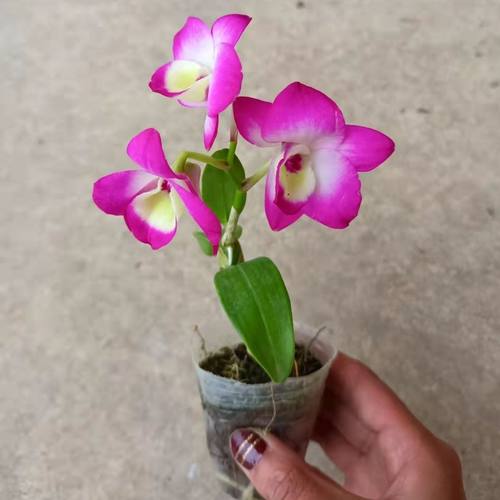 带花红泼墨石斛清香型室内盆栽