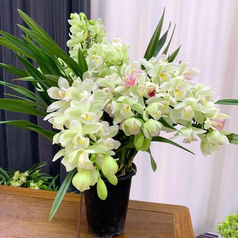 特大盆带花  白玉香兰 开花香 室内盆栽花卉绿植