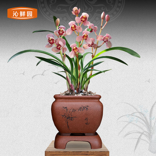 全部送土1包兰花苗建兰红月浓香