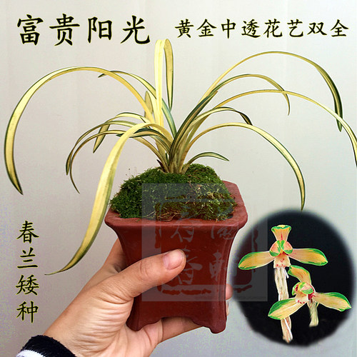 植物花卉春兰矮种富贵阳光