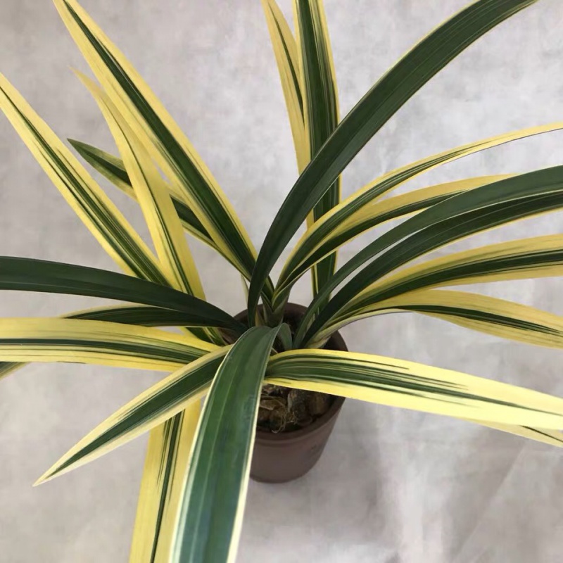 名贵盆栽名贵中透艺盆栽兰花苗