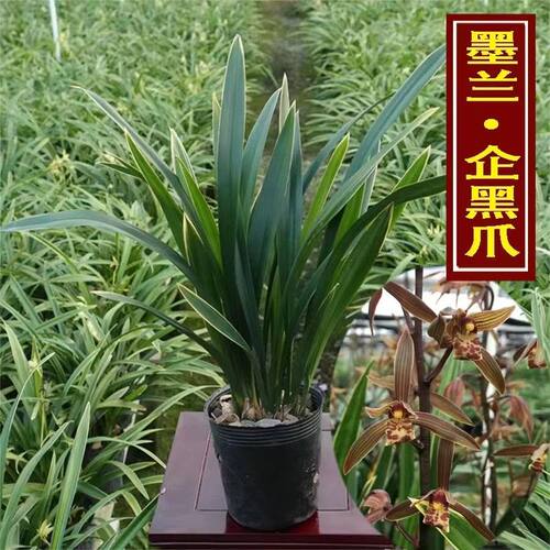 墨兰企黑爪艺 兰花盆栽 浓香型易活室内观赏花卉绿植