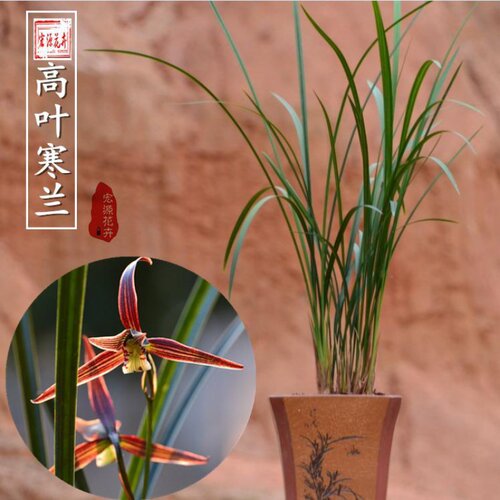叶长寒兰花卉开花香兰花苗