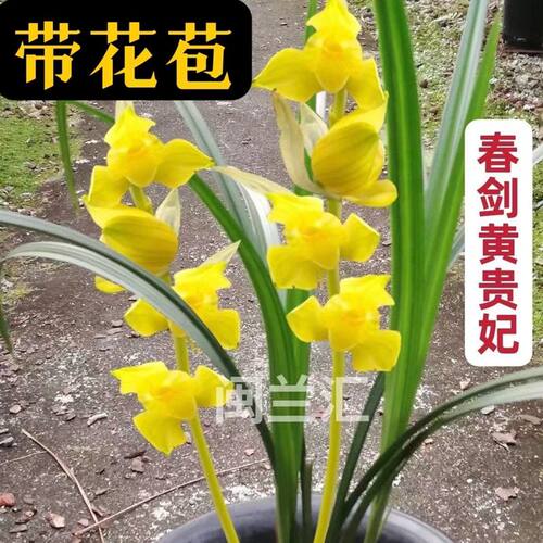 春剑浓香型黄贵妃室内绿植