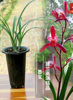 直销价兰花苗建兰高端铭品 墨宝  建兰名品紫色花 室内盆栽