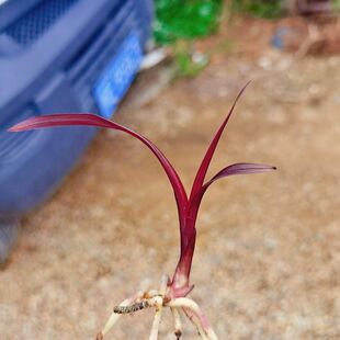 特红 龙根草 春剑红草 数量少 值得收藏