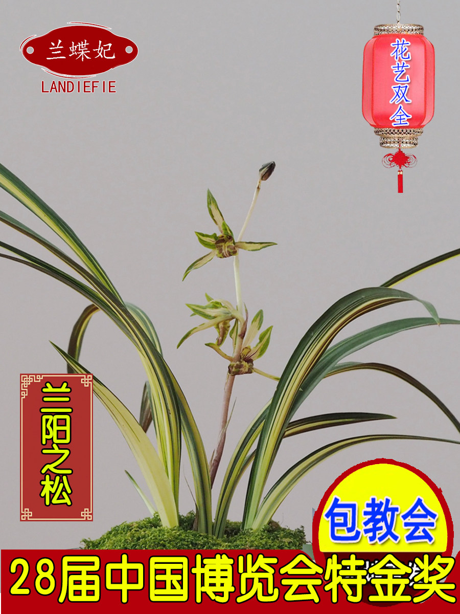 收藏级兰花 【兰阳之松】 春剑铭品中透叶艺 金黄色