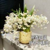 9带花剑可选 米白色花香梦香兰盆栽清香花卉多年生室内易养护