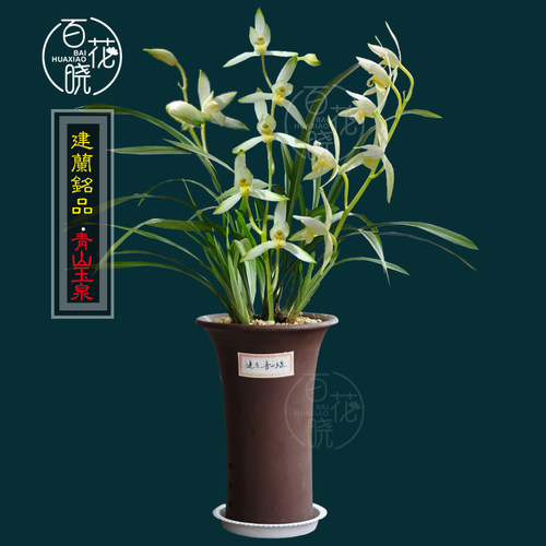绿植绿植建兰盆栽好养花卉