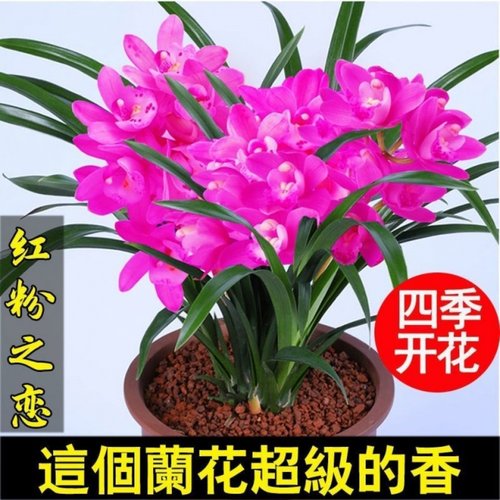 盆栽浓香型四季常青名贵兰花苗