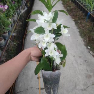 室内盆栽花卉绿植春石斛 口袋情人 开花香 11月来花苞