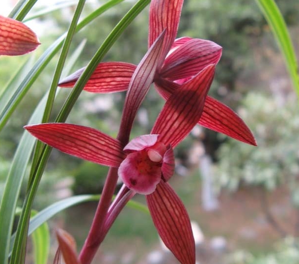 寒兰红素特价开花浓香室内兰花