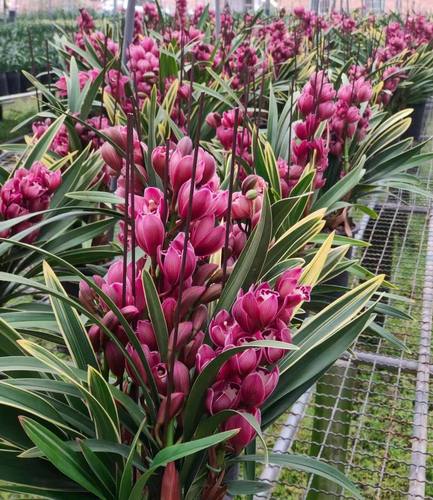 绿植金边蕙兰盆栽四季花卉植物