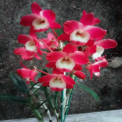 春石斛室内盆栽好养兰花