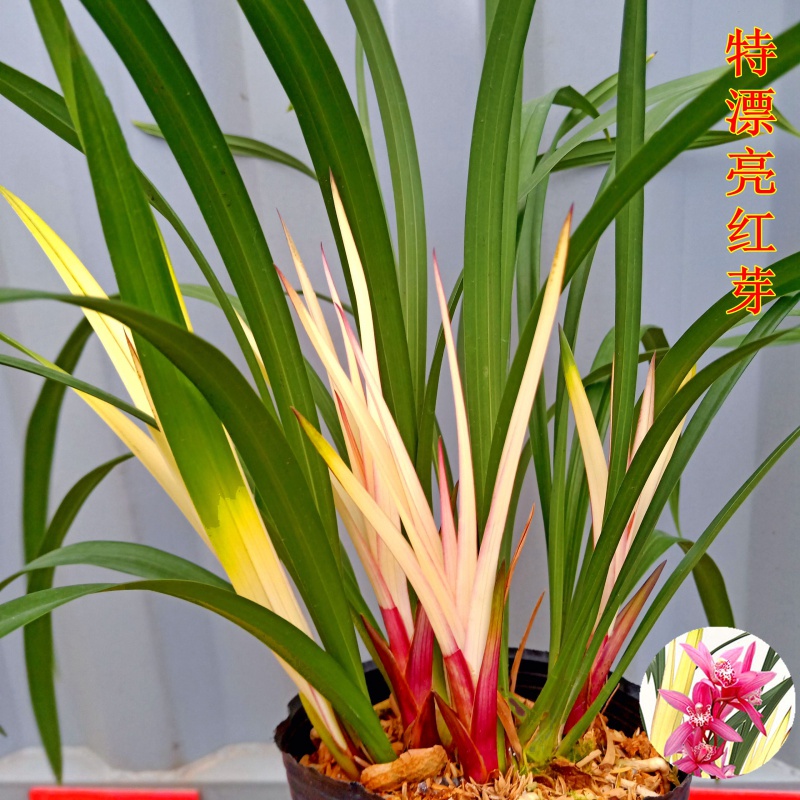 超漂亮本店推荐兰花红色开花不断