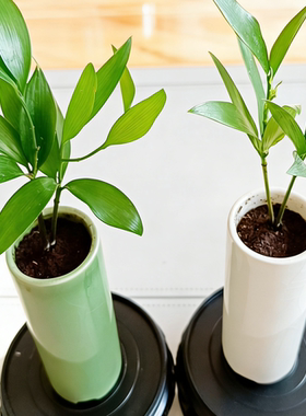 竹柏盆景迷你小盆栽驱蚊水培植物花卉办公室内桌面禅意绿植