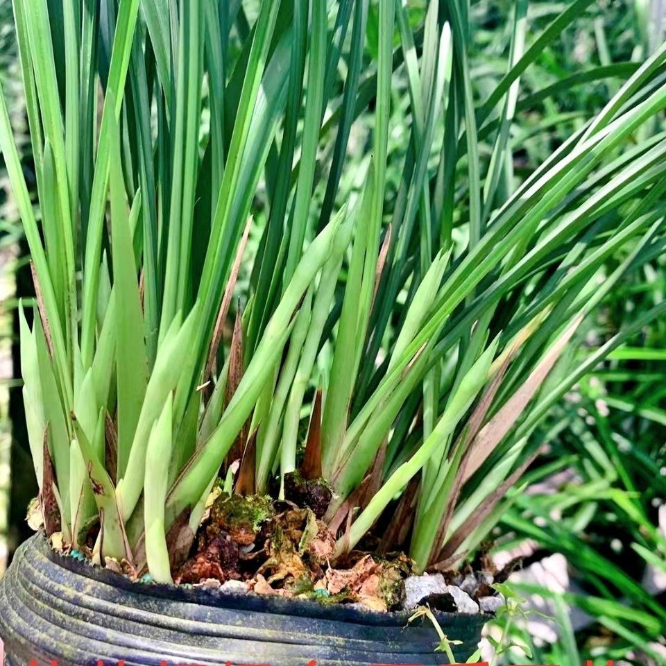 带花苞发货 超低价 兰花苗名贵建兰铁骨素梅 开花浓香花卉植物