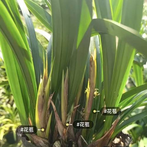 墨兰盆栽四季常青易活室内观赏