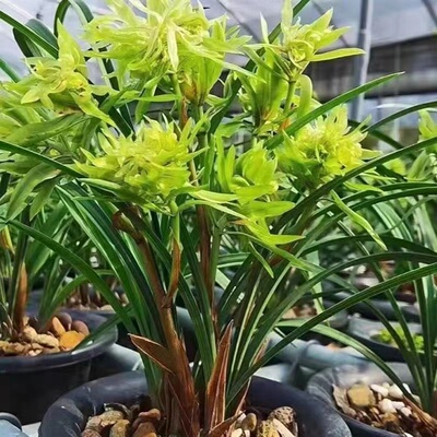 花开富贵兰花开花香开花香