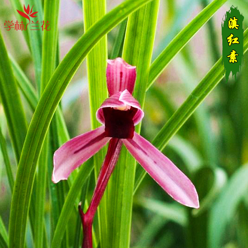 春兰红花系列 滇红素 花大浓香春带浓香
