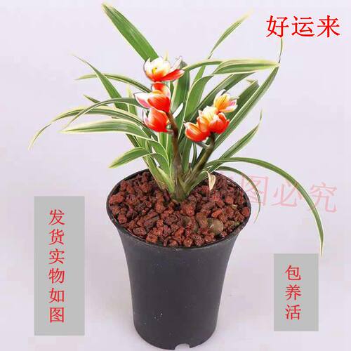 兰花建兰矮种金边花苗盆栽绿植