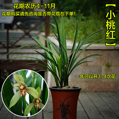 兰花现带花苞四季桃红浓香正品