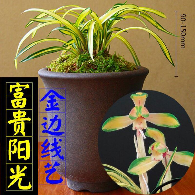 特漂亮 兰花【富贵阳光】矮种春兰金边线艺四季兰花卉室内盆栽
