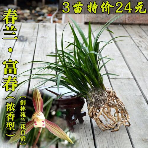 春兰也叫春丽浓香型花卉
