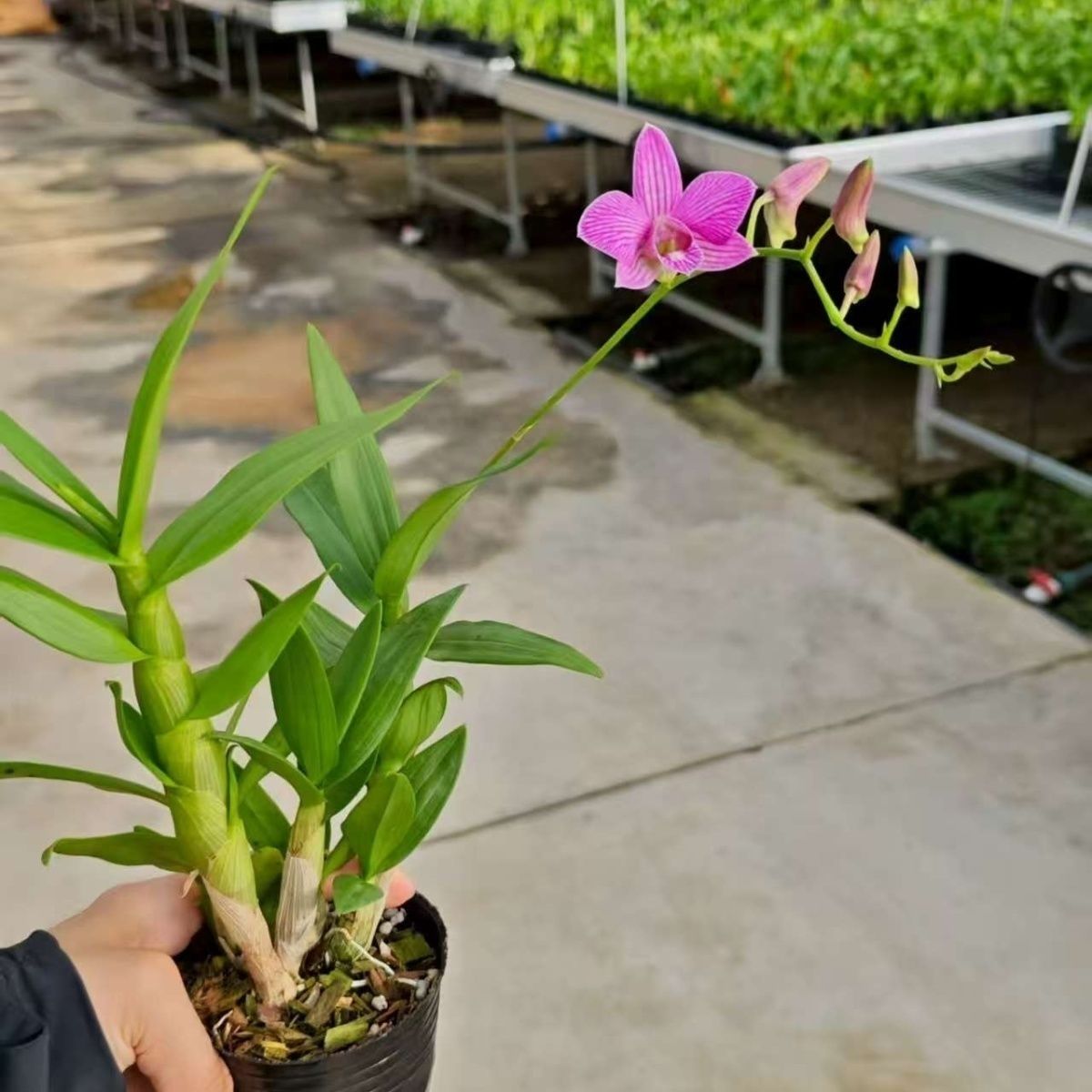 带花苞樱花秋石斛 花期久 室内盆栽花卉绿植