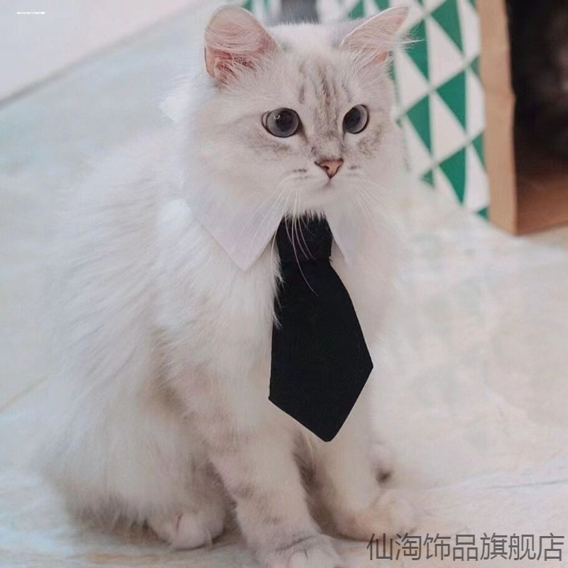 单独学士道具蓝猫柯基布偶领带蝴蝶结花猫颈圈日系物项宠物领带领 - 实物图