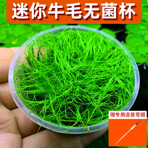 迷你牛毛水草无菌杯鱼缸造景前景