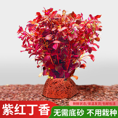 红色水草植物丁香鱼缸造景套餐